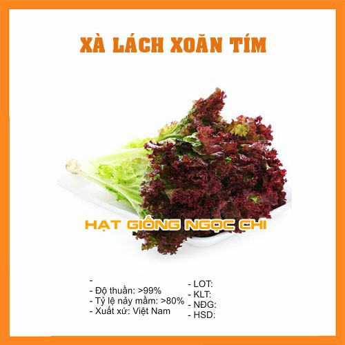 Hạt Giống Rau Xà Lách Xoăn Tím - 0.2Gr