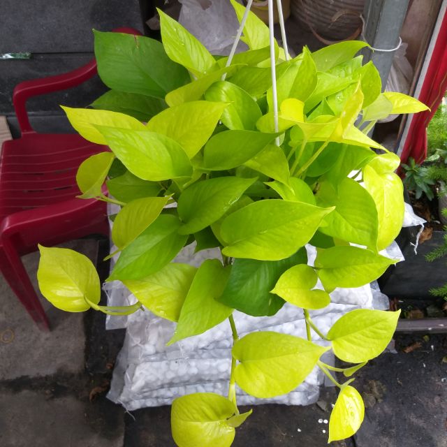 Cây Trầu bà hoàng kim