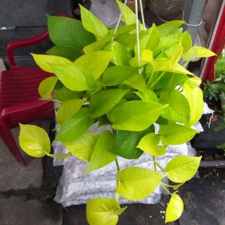 Cây Trầu bà hoàng kim