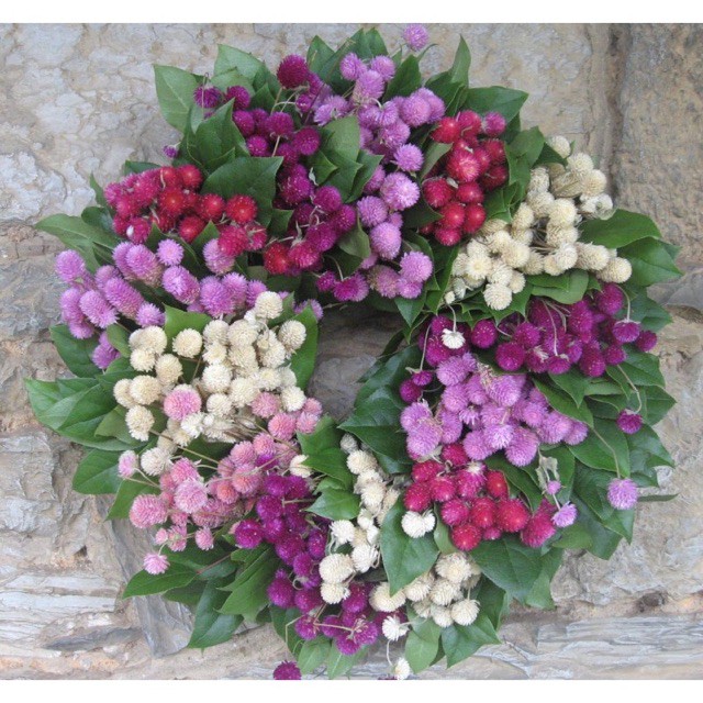 [GIÁ GỐC] Hạt Giống Hoa Cúc Bách Nhật mix - 50 hạt