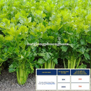 5GR - HẠT GIỐNG CẦN TÂY
