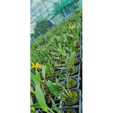 Hoa lan brass hiden gold