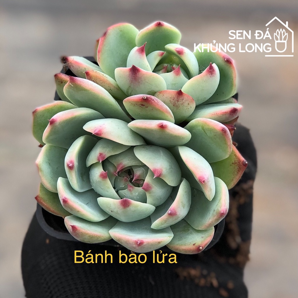 Sen Đá Bánh Bao Lửa - Echeveria Chihuahensis