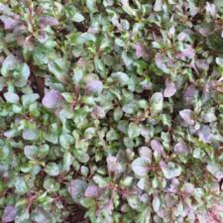 cây giống cải xoong nhật