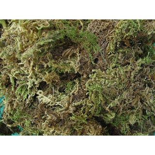 RÊU RỪNG TRỒNG LAN 500g