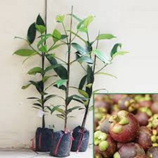 CÂY GIỐNG MĂNG CỤT