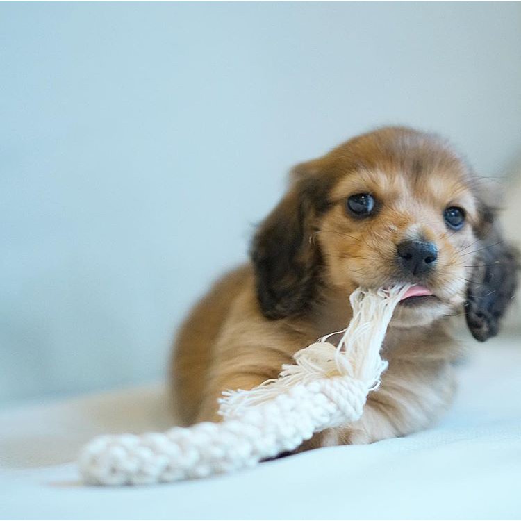 Que gặm cotton cho chó cưng - DoggyMan 85657