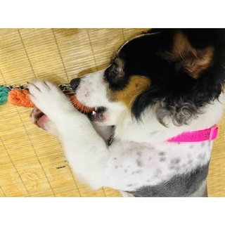 Cà rốt bện dây thừng mài răng cho thú cưng