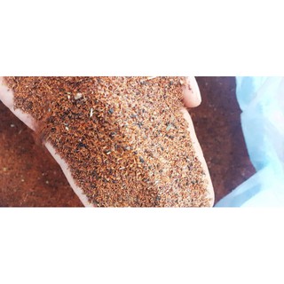 Hạt giống cây bạch đàn đỏ trồng rừng - 1kg /gói