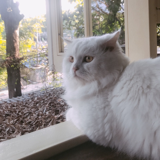 cassyeueels, Cửa hàng trực tuyến | BigBuy360 - bigbuy360.vn