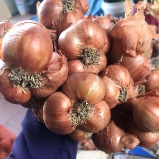 1KG HÀNH TÍA_HÀNH THƠM (HÀNH KHÔ)_KINH MÔN HẢI DƯƠNG HÀNG LOẠI 1