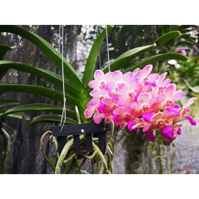 Hoa lan ngọc điểm hồng gấm đang nụ
