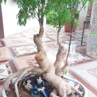 Đinh Lăng Bonsai