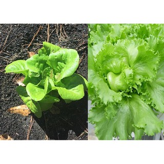 2gr - HẠT GIỐNG XÀ LÁCH MINETTO