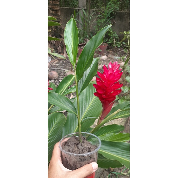 Cây hoa Hạnh Phúc giống (Riềng tía)( giao cây ảnh cuối)