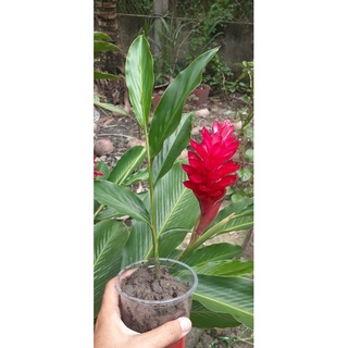 Cây hoa Hạnh Phúc giống (Riềng tía)( giao cây ảnh cuối)