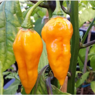 Hạt ớt giống  Yellow Devil Pepper