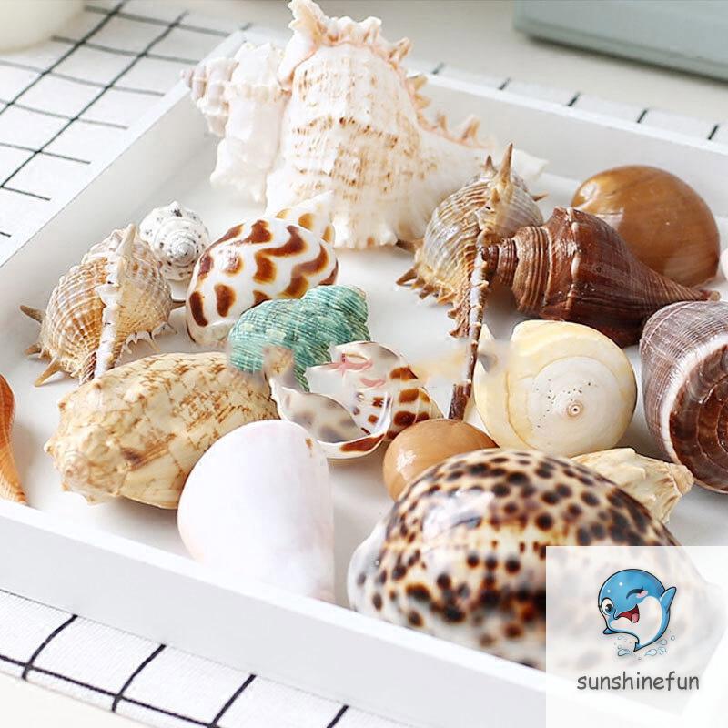 100G Vỏ Sò / Ốc Biển Trang Trí Bể Cá