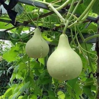 5 Hạt Giống Bầu Tròn