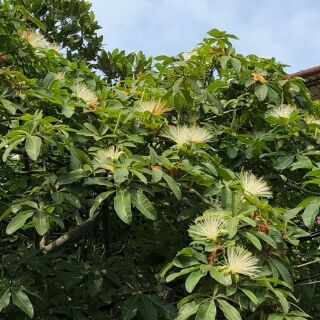[FREESHIP 99K TOÀN QUỐC] 1 kg kim ngân hoa khô