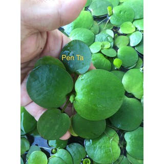 Bèo Nhật ( combo 10 bèo tai to, rễ dài ).