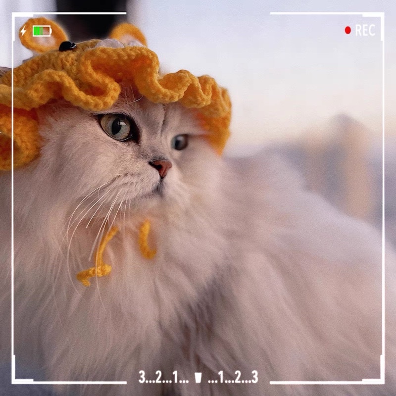 Nón len lân mặc tết cho mèo, cún, thỏ,…