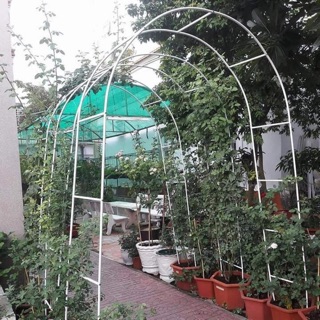 Khung vòm cho hoa Hồng leo 2 màu trắng, xanh