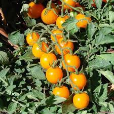 Gói 0.1GR hạt giống Cà Chua Bi Lùn F1 Quả Vàng