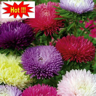 Hạt giống Cúc magic 50 hạt nhiều màu
