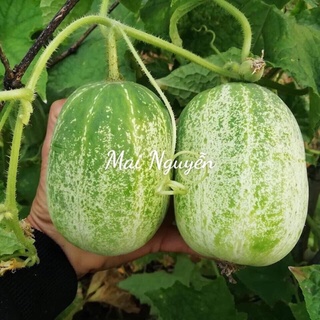 HẠT GIỐNG DƯA MIÊU THÁI LAN