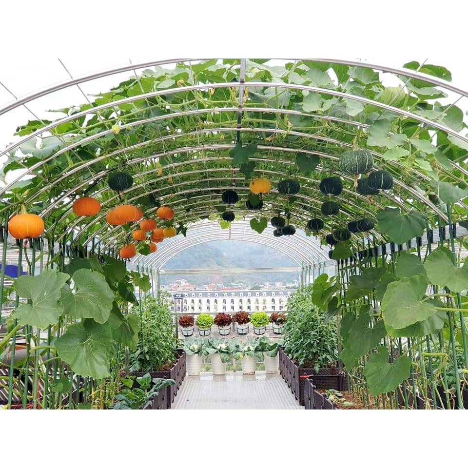 Bí Ngô Butter Cup Mỹ