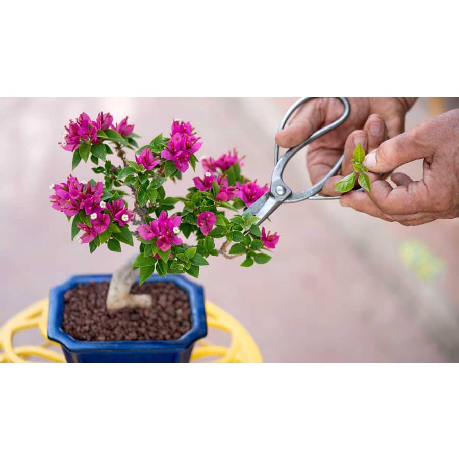 CÂY GIỐNG HOA GIẤY NGŨ SẮC