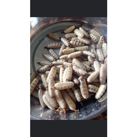 20 mối chúa hàng chọn