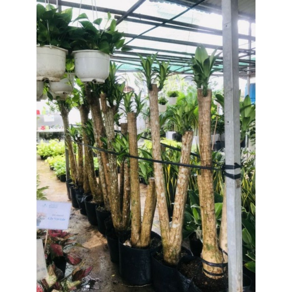 Cây Phát Tài/Thiết Mộc Lan lớn