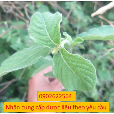 Cây cỏ xước, cây ngưu tất (500gr) khô