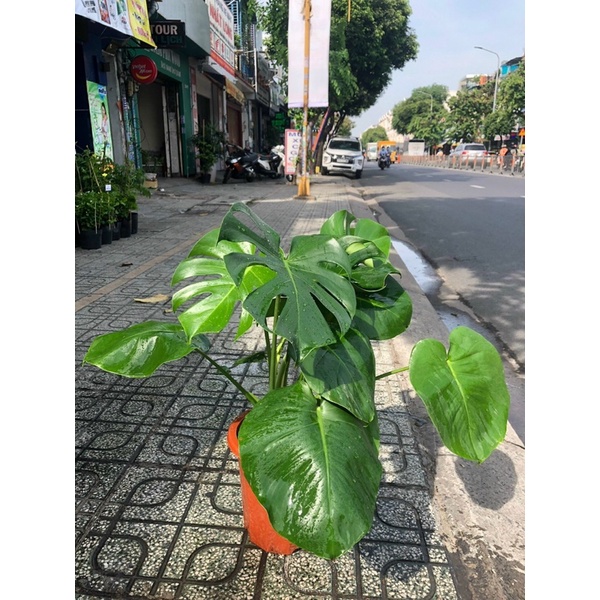 TRẦU BÀ LÁ XẺ ( CÂY THẬT) GIAO HOẢ TỐC- TRỒNG CÂY PHONG THUỶ TRONG NHÀ-LỌC KHÔNG KHÍ