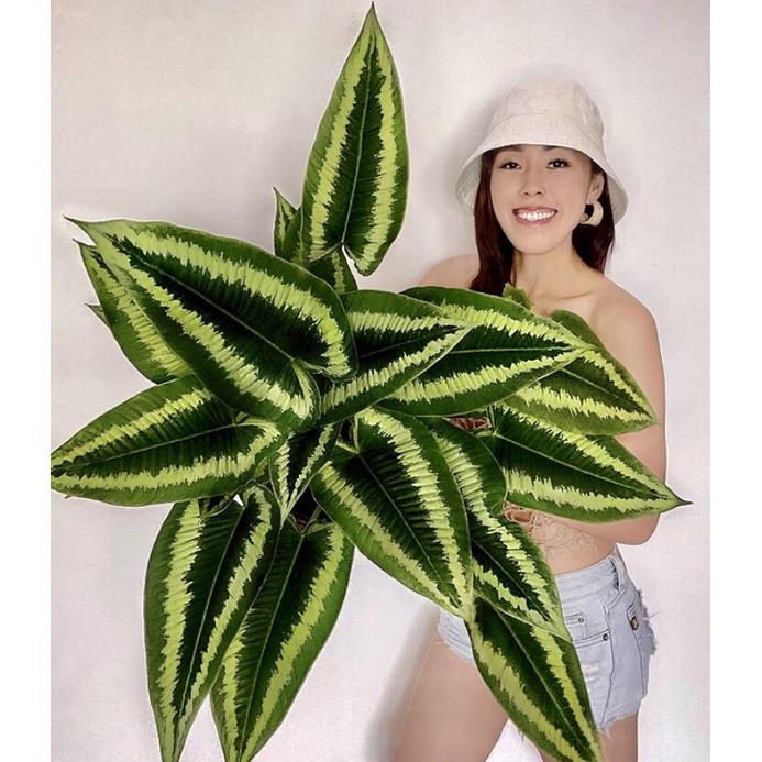 cây mường thái giá tiên 10 đơn đầu