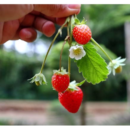 50h Hạt Giống Dâu Tây Mỹ Rugen Siêu Ngon