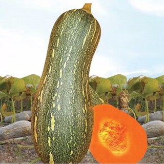 Hạt giống Bí Mật ( Bí Đỏ ) - 1 gói 10 hạt