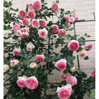 Gốc Hoa Hồng Leo Pháp - Dây Leo đủ màu