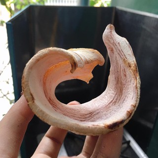 MỰC CÂU KHÔ chuẩn hàng Cát Bà