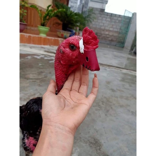 Combo 1,2,3,10 Đôi Bịt mỏ gà chọi. Bịt mỏ gà nòi - Bịt mỏ gà chiến - Loại đặc biệt . Da động vật thật 100%.