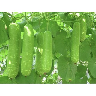 Hạt giống bầu sao