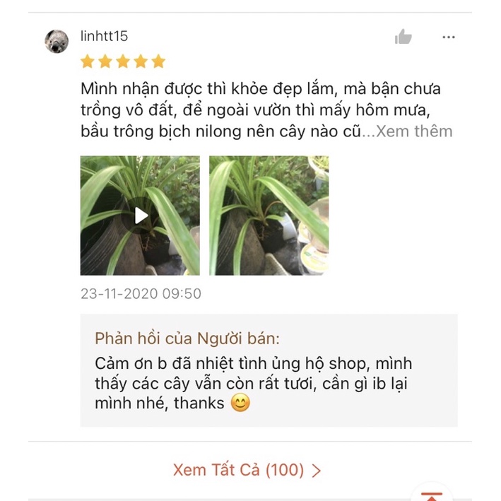 6  Cây lá dứa  link rễ trần cây to khoẻ 20-30cm