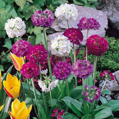 Hạt giống hoa Ngọc trâm hình cầu mix F1 Nga