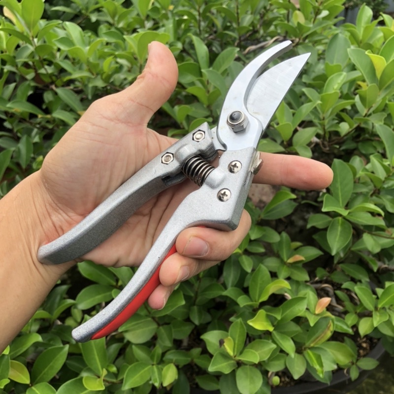 Kéo cành nhật thép trắng bảo hành 12 tháng