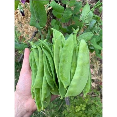 Gói 40 Hạt giống đậu hà lan lùn ăn được cả quả và ngọn