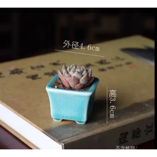 chậu bonsai siêu mini tráng men