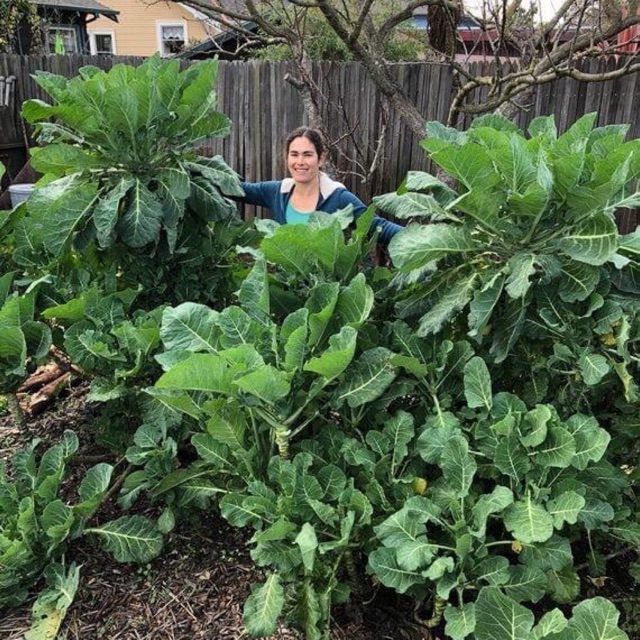 Hạt giống kale Tree Vate