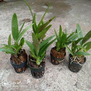 lan dendro yaya giống